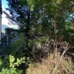 三田洞　草刈before