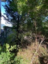 三田洞　草刈before